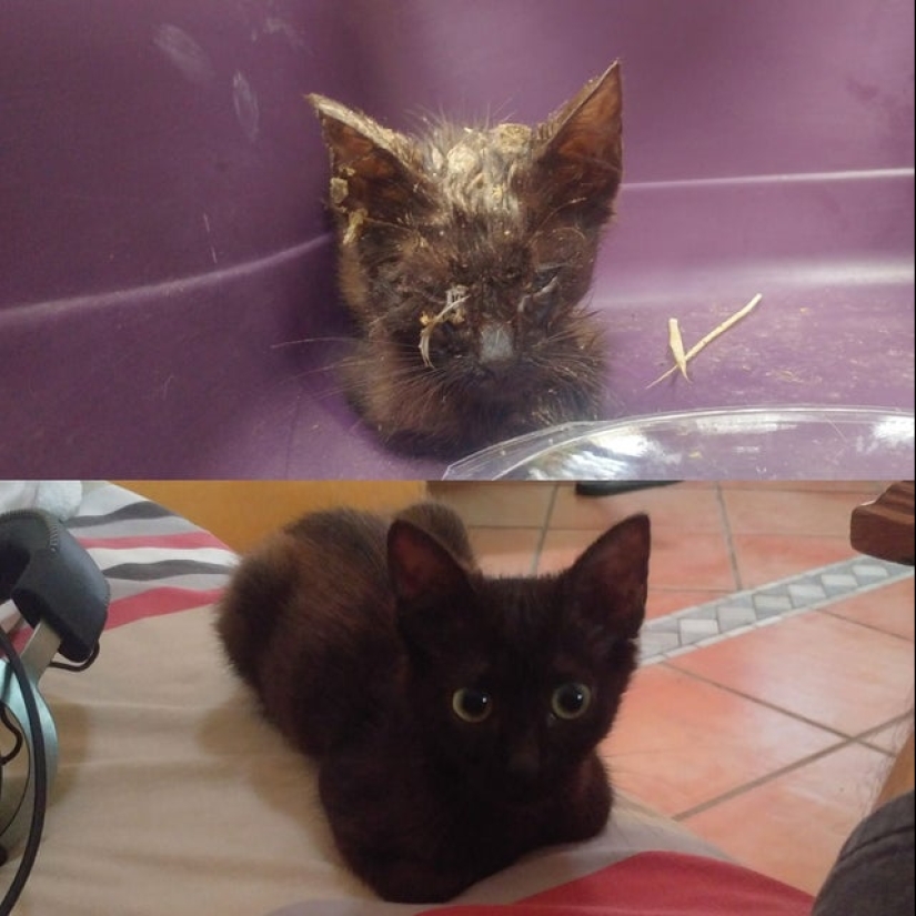 Lágrimas en los ojos: 22 fotos de animales antes y después de encontrar su hogar Lágrimas en los ojos: 22 fotos de animales antes y después de encontrar su hogar