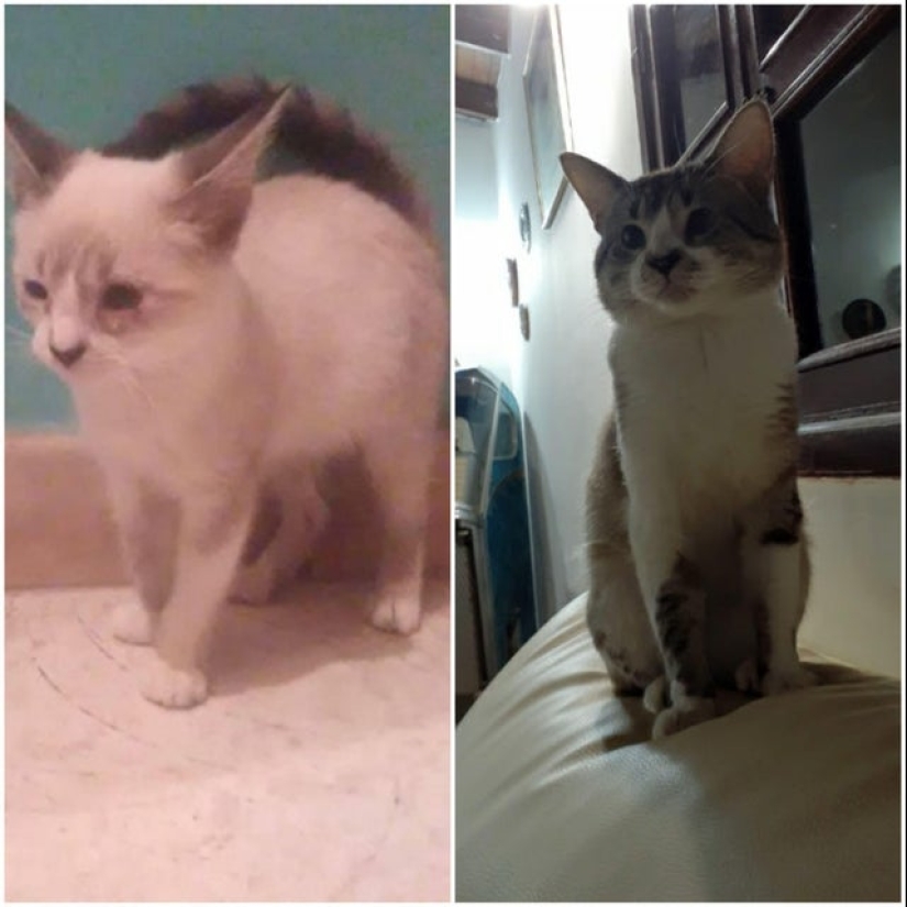 Lágrimas en los ojos: 22 fotos de animales antes y después de encontrar su hogar Lágrimas en los ojos: 22 fotos de animales antes y después de encontrar su hogar