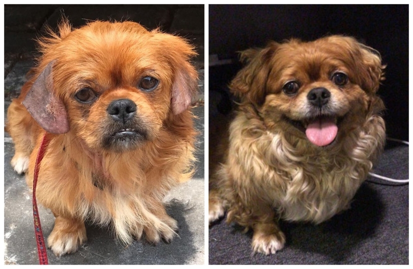 Lágrimas en los ojos: 22 fotos de animales antes y después de encontrar su hogar Lágrimas en los ojos: 22 fotos de animales antes y después de encontrar su hogar