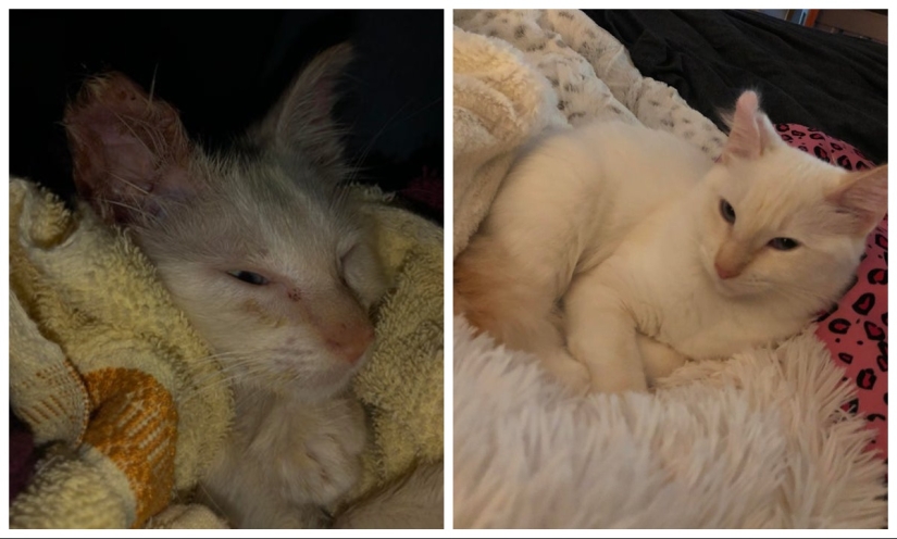 Lágrimas en los ojos: 22 fotos de animales antes y después de encontrar su hogar Lágrimas en los ojos: 22 fotos de animales antes y después de encontrar su hogar