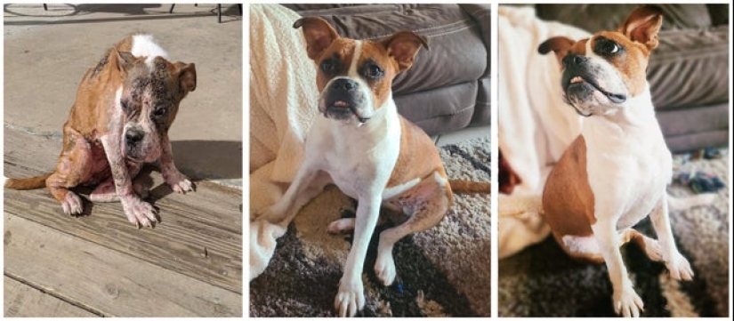 Lágrimas en los ojos: 22 fotos de animales antes y después de encontrar su hogar Lágrimas en los ojos: 22 fotos de animales antes y después de encontrar su hogar