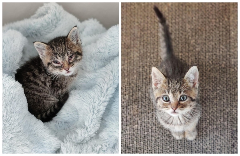 Lágrimas en los ojos: 22 fotos de animales antes y después de encontrar su hogar Lágrimas en los ojos: 22 fotos de animales antes y después de encontrar su hogar