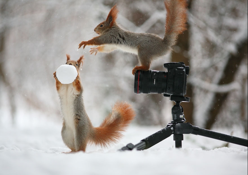 Linda sesión de fotos de ardillas jugando por el fotógrafo Vadim Trunov Linda sesión de fotos de ardillas jugando por el fotógrafo Vadim Trunov