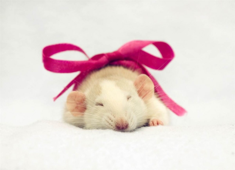 lindas ratas