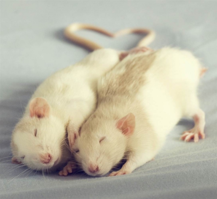 lindas ratas