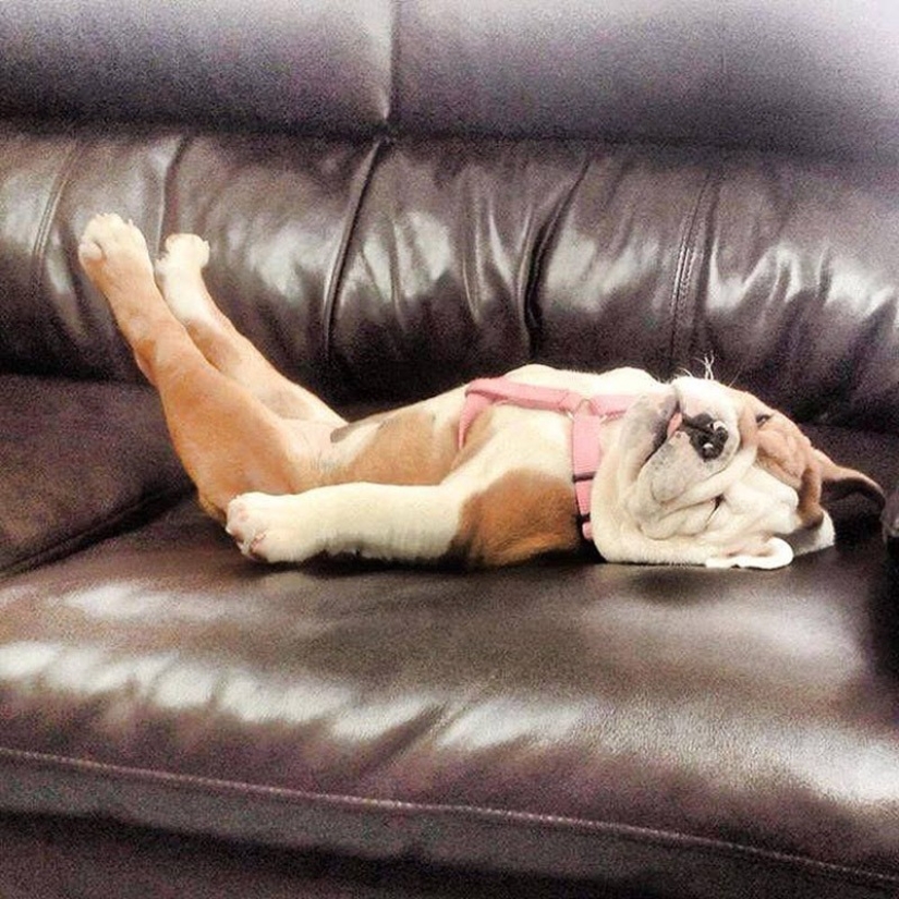 Lindos cachorros bulldog que derretirán tu corazón