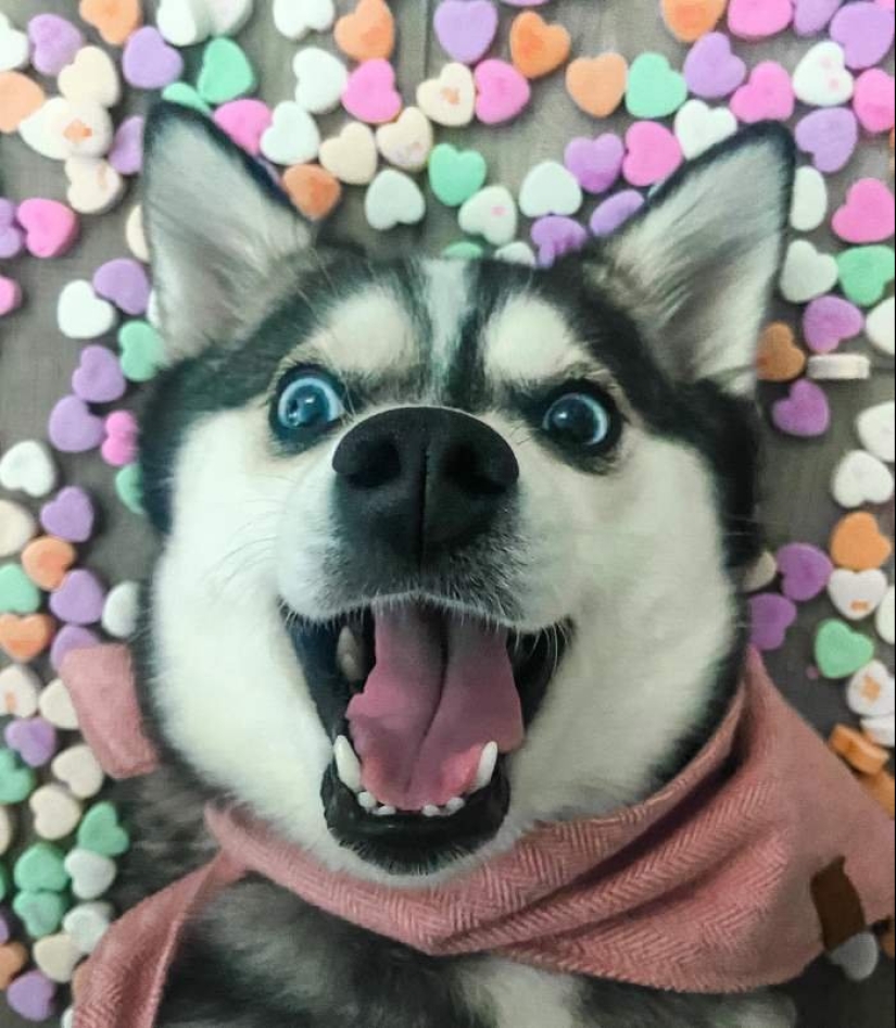 Lindos huskies en miniatura de kli-kai que viven en Alaska Lindos huskies en miniatura de kli-kai que viven en Alaska