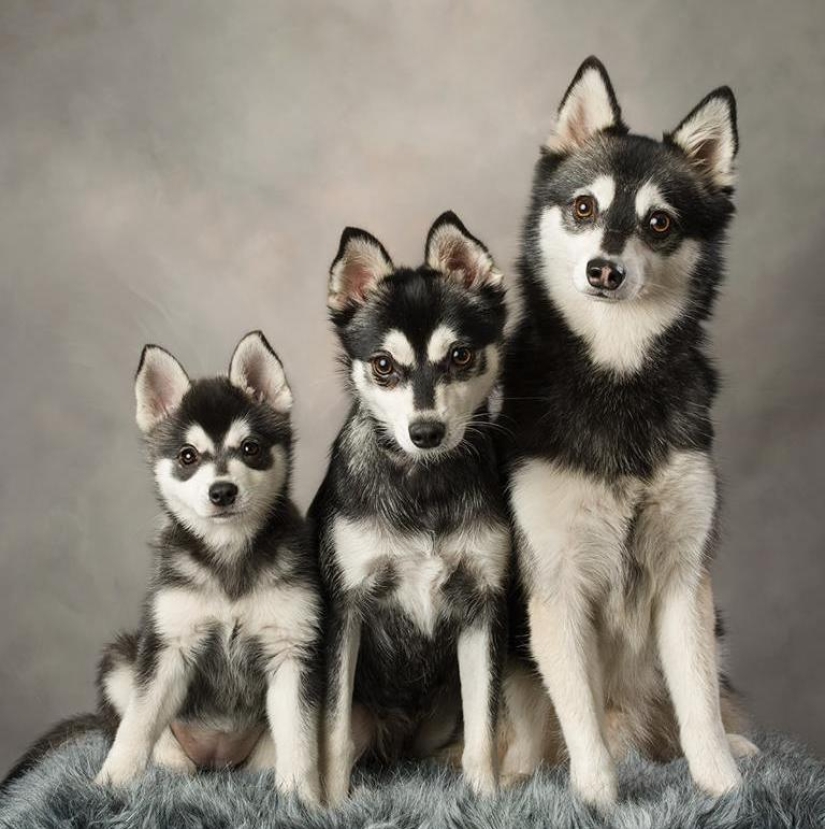 Lindos huskies en miniatura de kli-kai que viven en Alaska Lindos huskies en miniatura de kli-kai que viven en Alaska