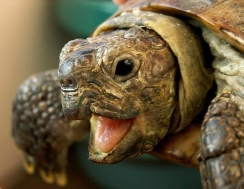 Lluvia de diamantes de la boda y Mak: 20+ loco hechos, que sin duda querrá comprobar en Google Lluvia de diamantes de la boda y Mak: 20+ loco hechos, que sin duda querrá comprobar en Google