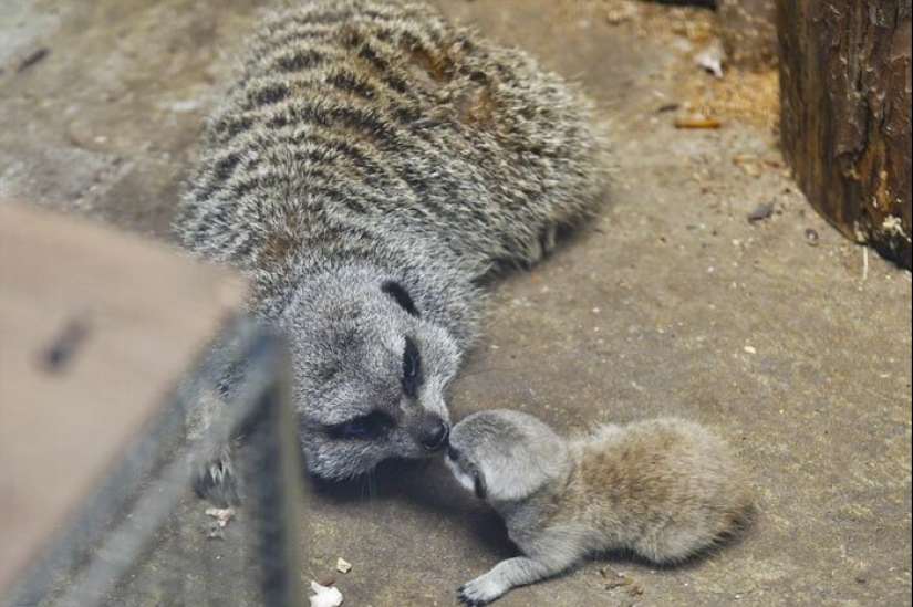 Loading dose of fluffy minimisethe: family of meerkats from Japan