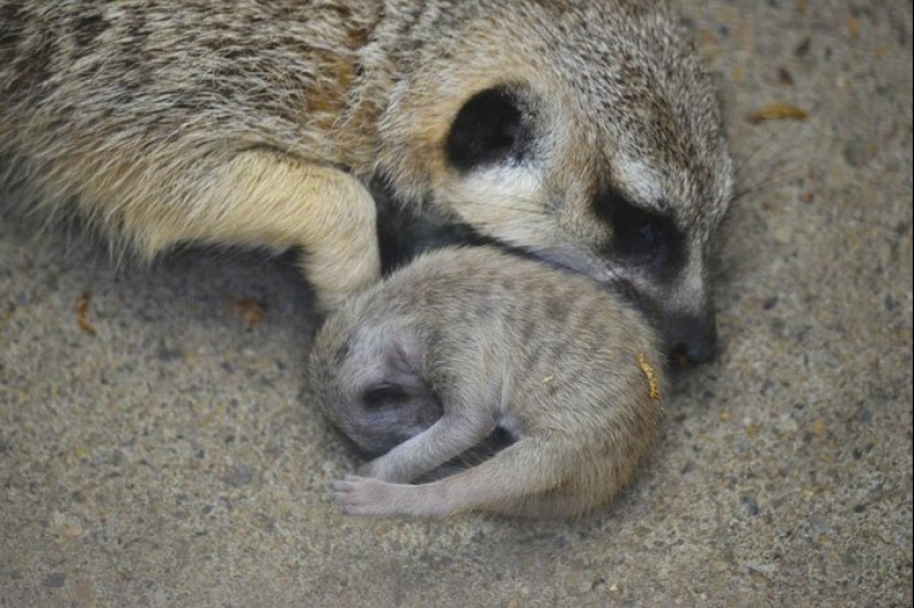 Loading dose of fluffy minimisethe: family of meerkats from Japan