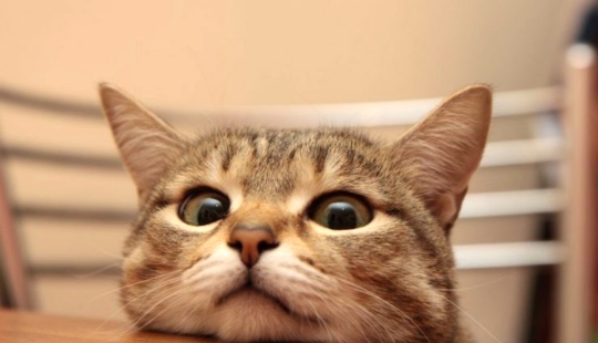 Look into the soul: a mustache beggars, which you just can not refuse