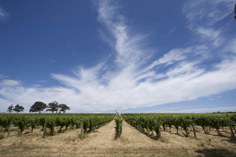 los 35 viñedos más bellos del mundo los 35 viñedos más bellos del mundo