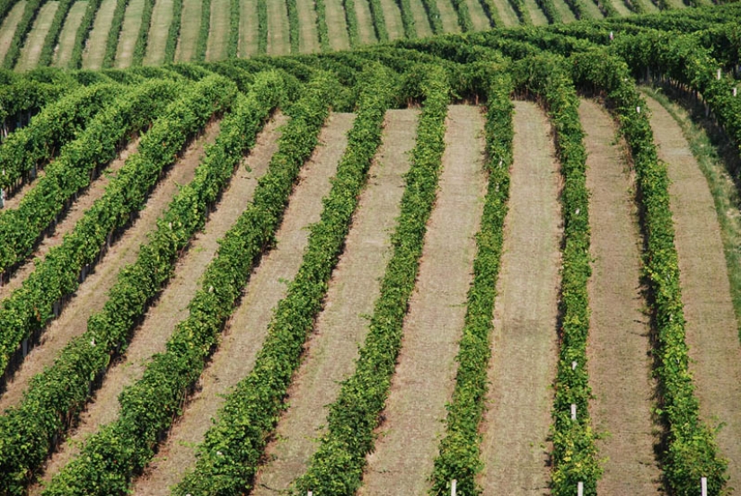 los 35 viñedos más bellos del mundo los 35 viñedos más bellos del mundo