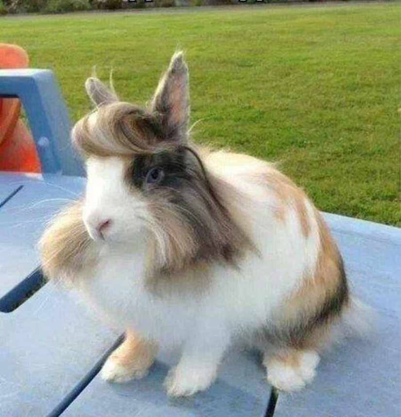 Los animales que no se duda de su frescura