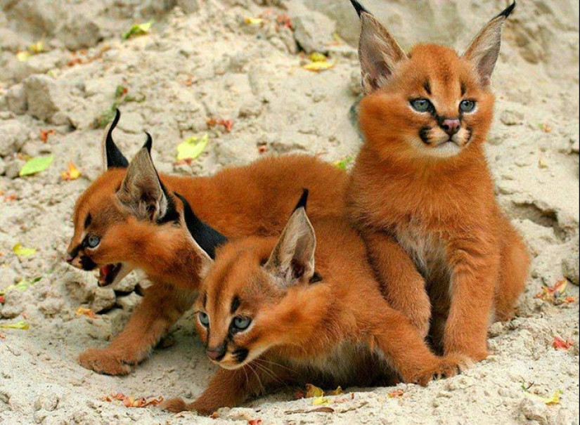 Los caracales son los más lindos y hermosos entre los gatos Los caracales son los más lindos y hermosos entre los gatos