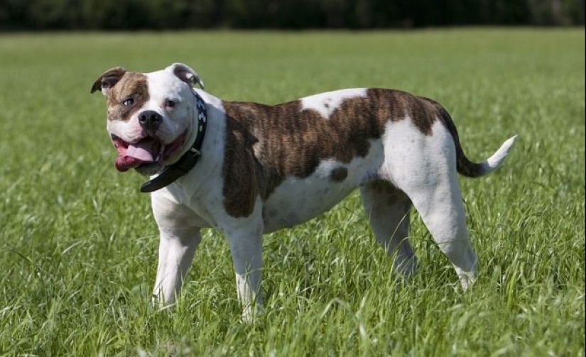 Los científicos dijeron qué razas de perros viven más