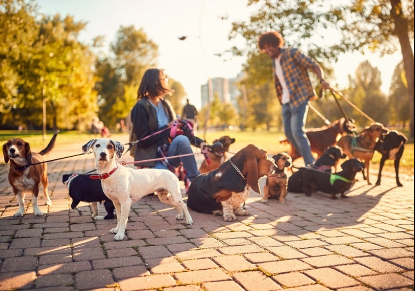 Los científicos han nombrado a la raza de perro más inteligente