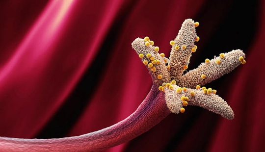 Los culpables de las alergias en todo su esplendor.