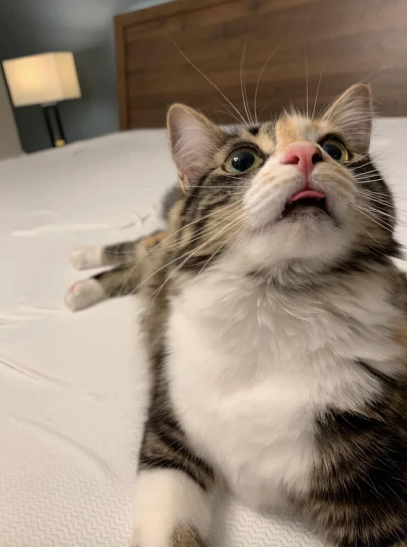 Los gatos lo es todo. Incluso la lengua sobresaliente! Los gatos lo es todo. Incluso la lengua sobresaliente!