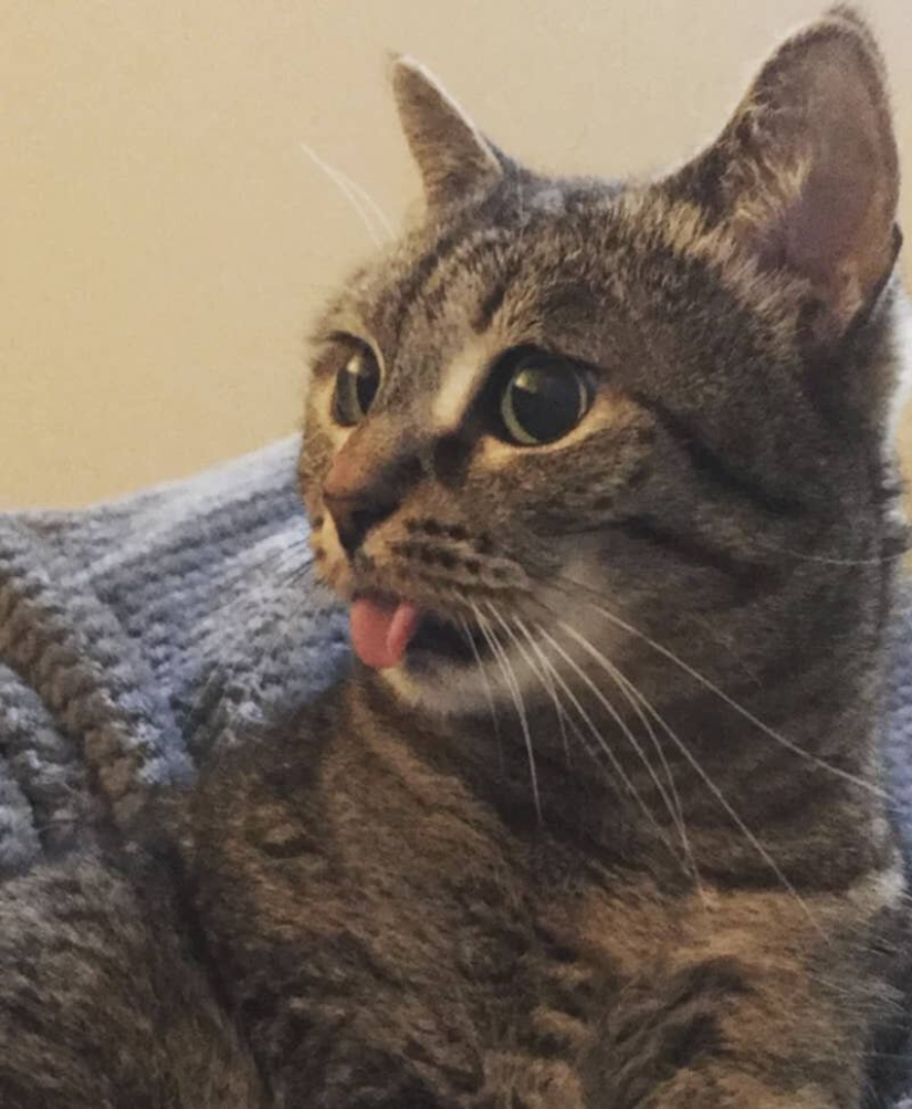 Los gatos lo es todo. Incluso la lengua sobresaliente! Los gatos lo es todo. Incluso la lengua sobresaliente!