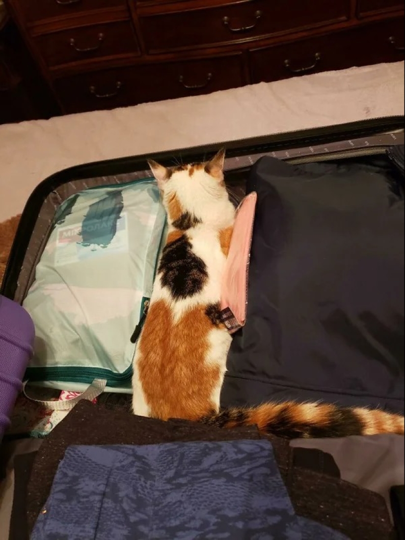 Los gatos pueden sentarse en cualquier lugar y de cualquier manera. Aquí hay 22 pruebas Los gatos pueden sentarse en cualquier lugar y de cualquier manera. Aquí hay 22 pruebas