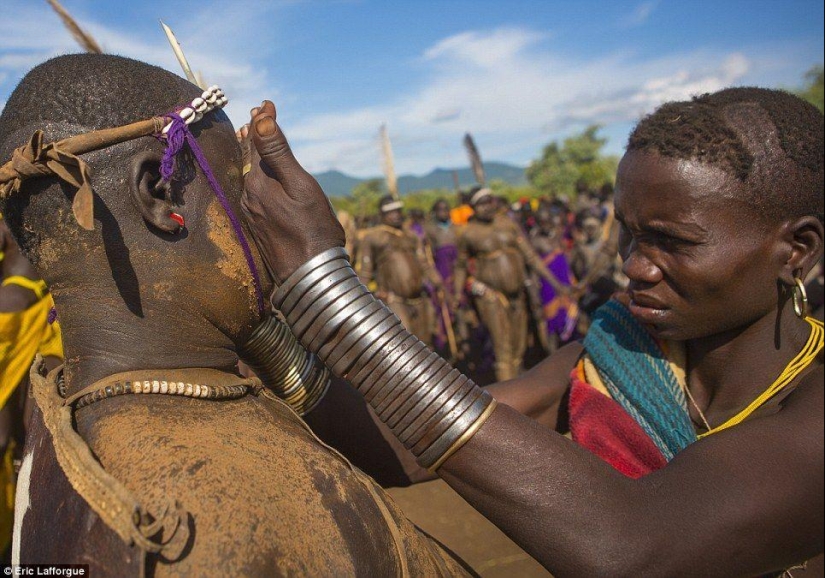 Los hombres de una tribu etíope beben sangre con leche para obtener el título de los residentes más gordos de la aldea Los hombres de una tribu etíope beben sangre con leche para obtener el título de los residentes más gordos de la aldea
