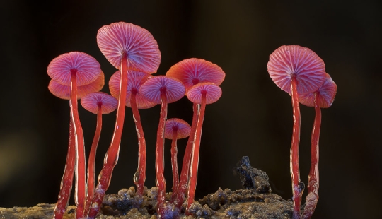 Los hongos más inusuales y extraños del mundo de un fotógrafo australiano