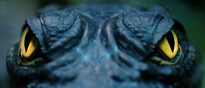 Los ojos son el espejo del alma Los ojos son el espejo del alma