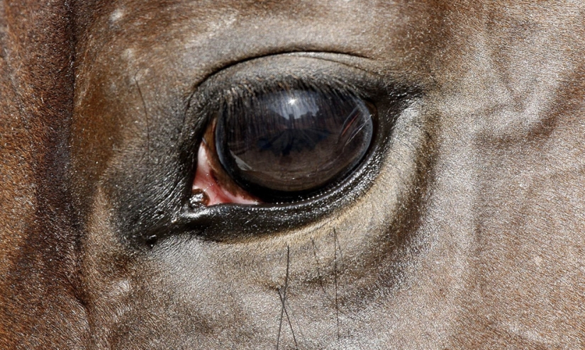 Los ojos son el espejo del alma Los ojos son el espejo del alma