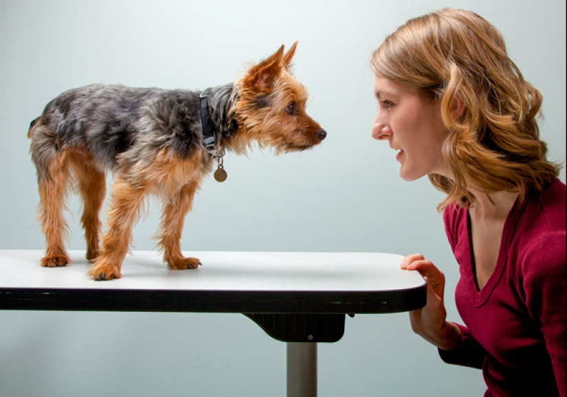 ¿Los perros tienen memoria y qué tan buena es?