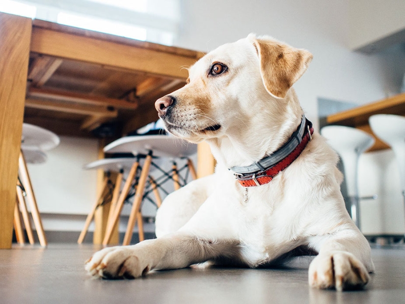 ¿Los perros tienen memoria y qué tan buena es?