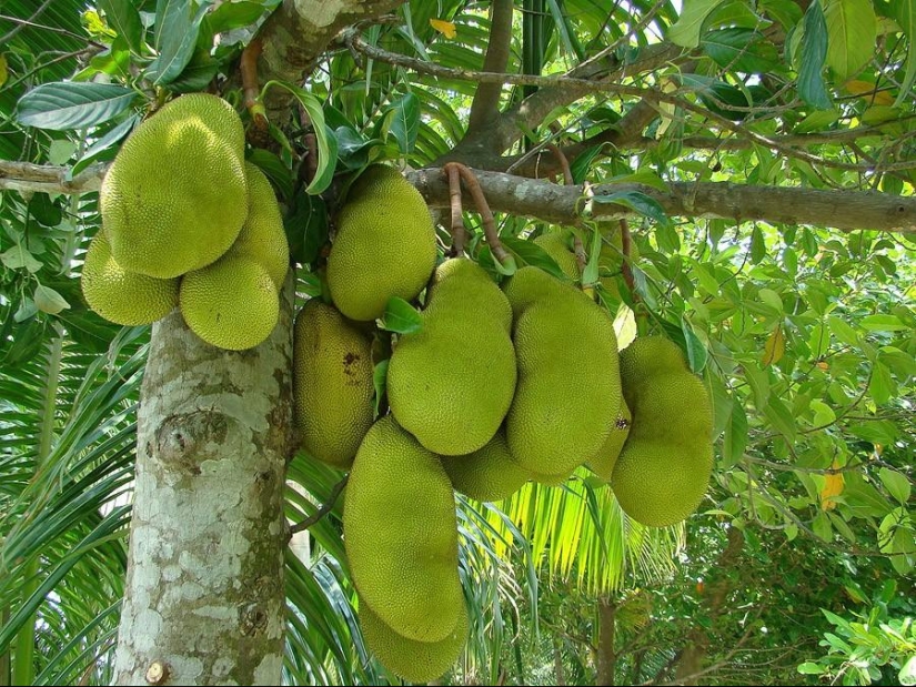 Los platos más terribles Los platos más terribles