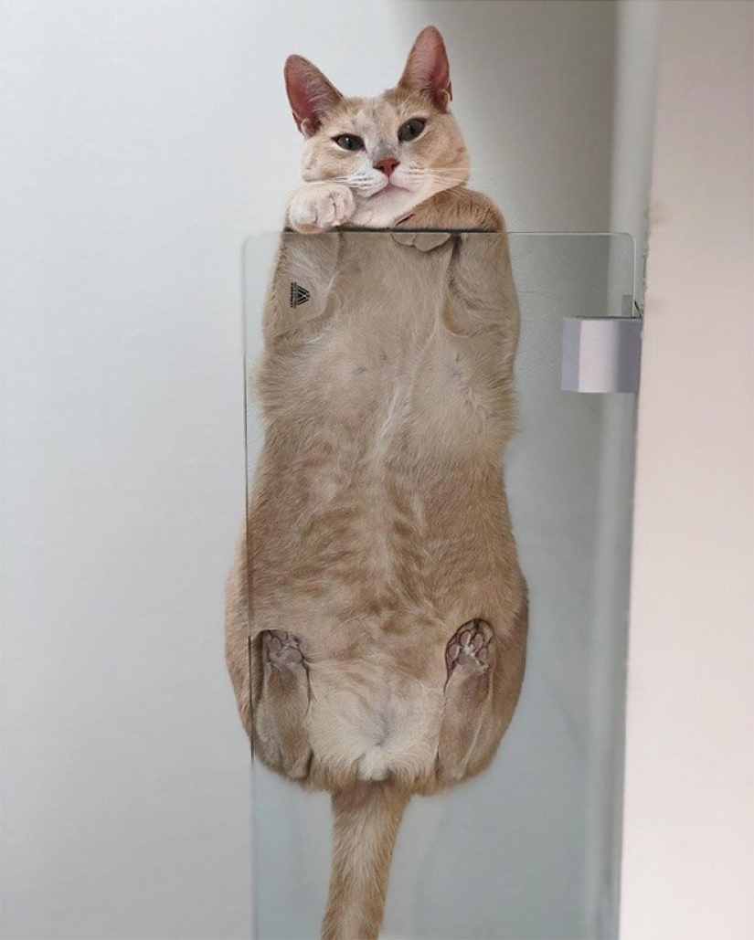 Los tacones de vientres y la lana: la dosis letal de ternura — sellos de vidrio, vista desde abajo Los tacones de vientres y la lana: la dosis letal de ternura — sellos de vidrio, vista desde abajo