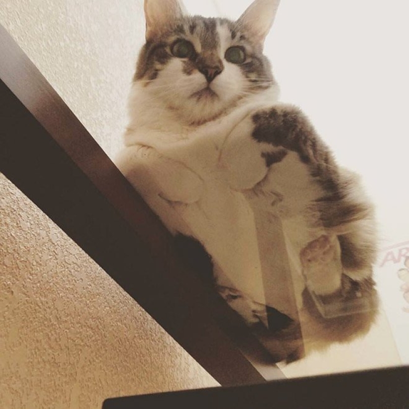 Los tacones de vientres y la lana: la dosis letal de ternura — sellos de vidrio, vista desde abajo Los tacones de vientres y la lana: la dosis letal de ternura — sellos de vidrio, vista desde abajo