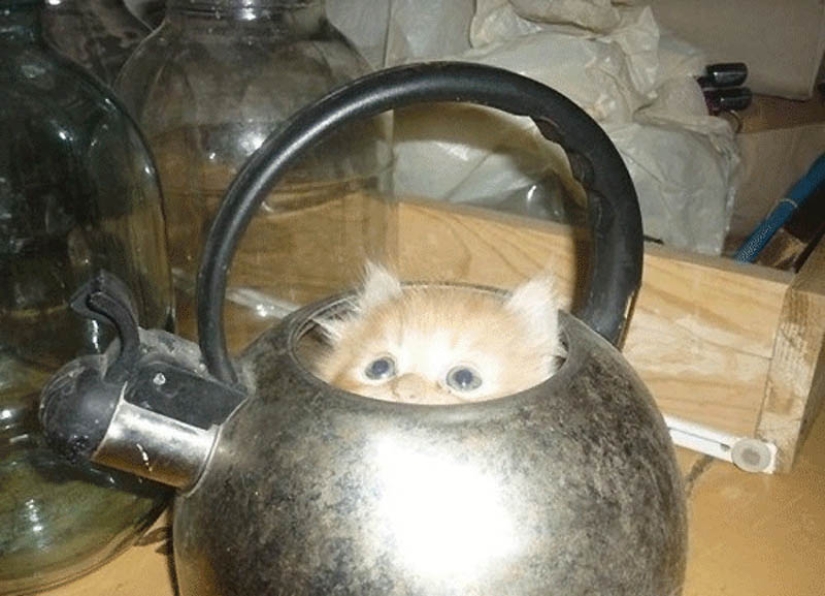 Lugares ideales para relajarse-versión para gatos Lugares ideales para relajarse-versión para gatos