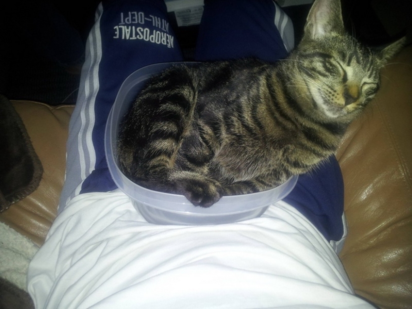 Lugares ideales para relajarse-versión para gatos Lugares ideales para relajarse-versión para gatos