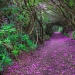 Magical trail leading straight into a fairy tale