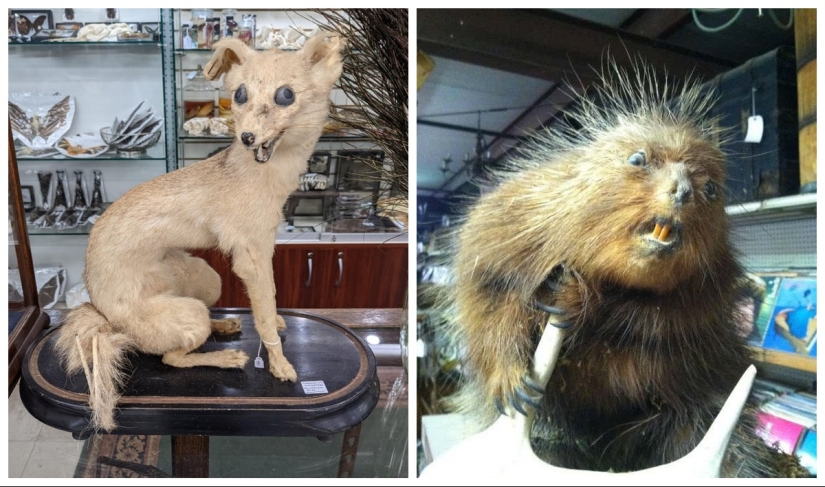 Mala taxidermia - como una forma de arte separada Mala taxidermia - como una forma de arte separada