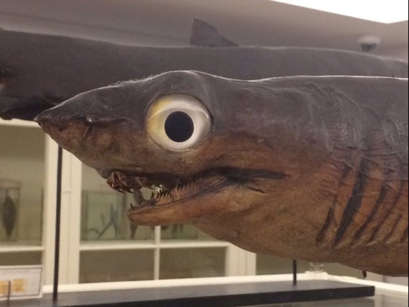 Mala taxidermia - como una forma de arte separada Mala taxidermia - como una forma de arte separada