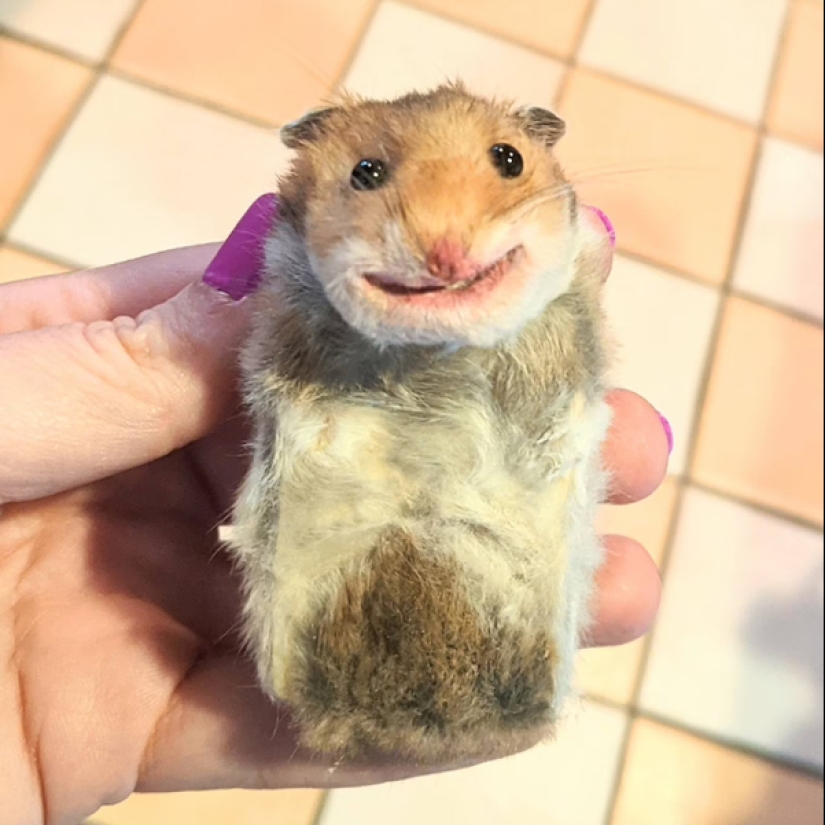 Mala taxidermia - como una forma de arte separada Mala taxidermia - como una forma de arte separada