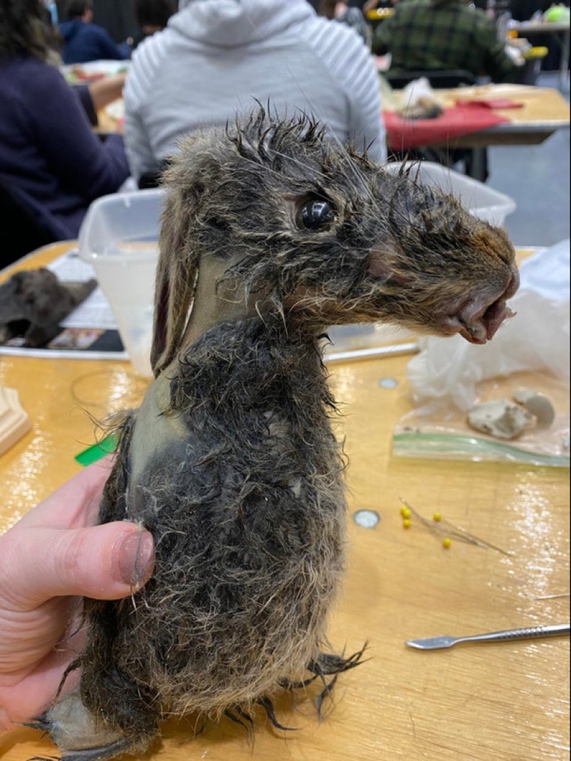 Mala taxidermia - como una forma de arte separada Mala taxidermia - como una forma de arte separada