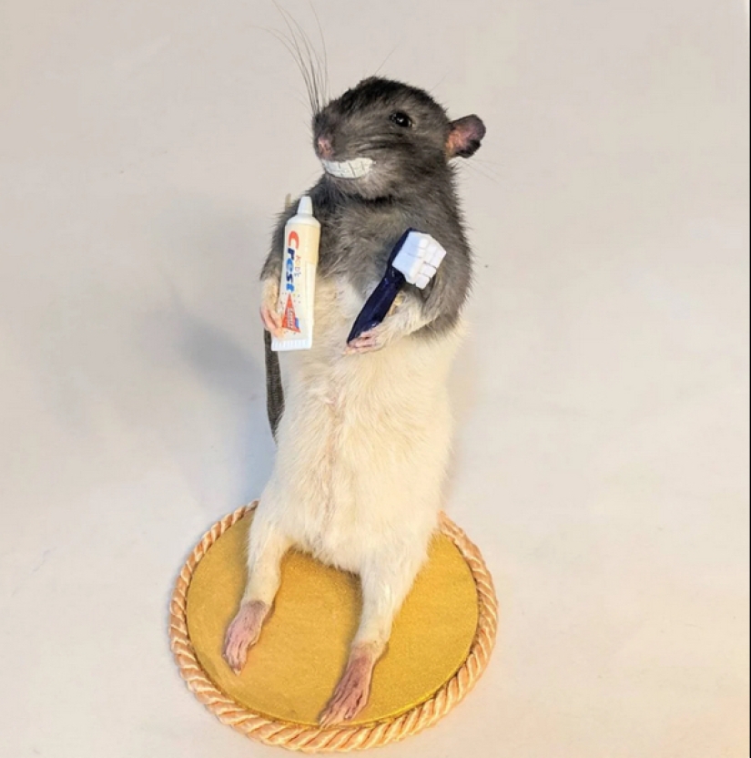 Mala taxidermia - como una forma de arte separada Mala taxidermia - como una forma de arte separada