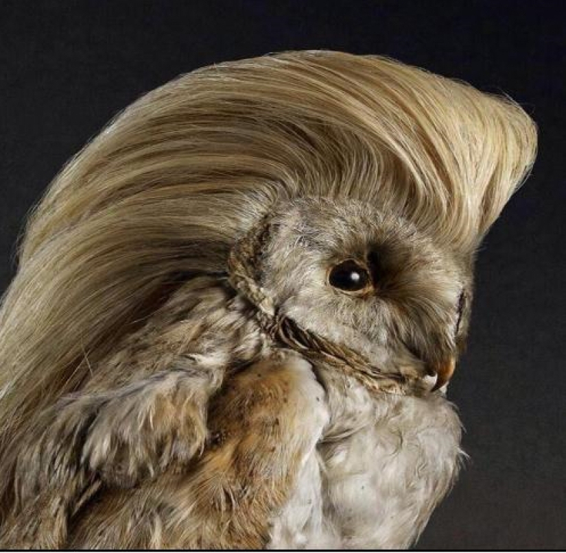 Mala taxidermia - como una forma de arte separada Mala taxidermia - como una forma de arte separada