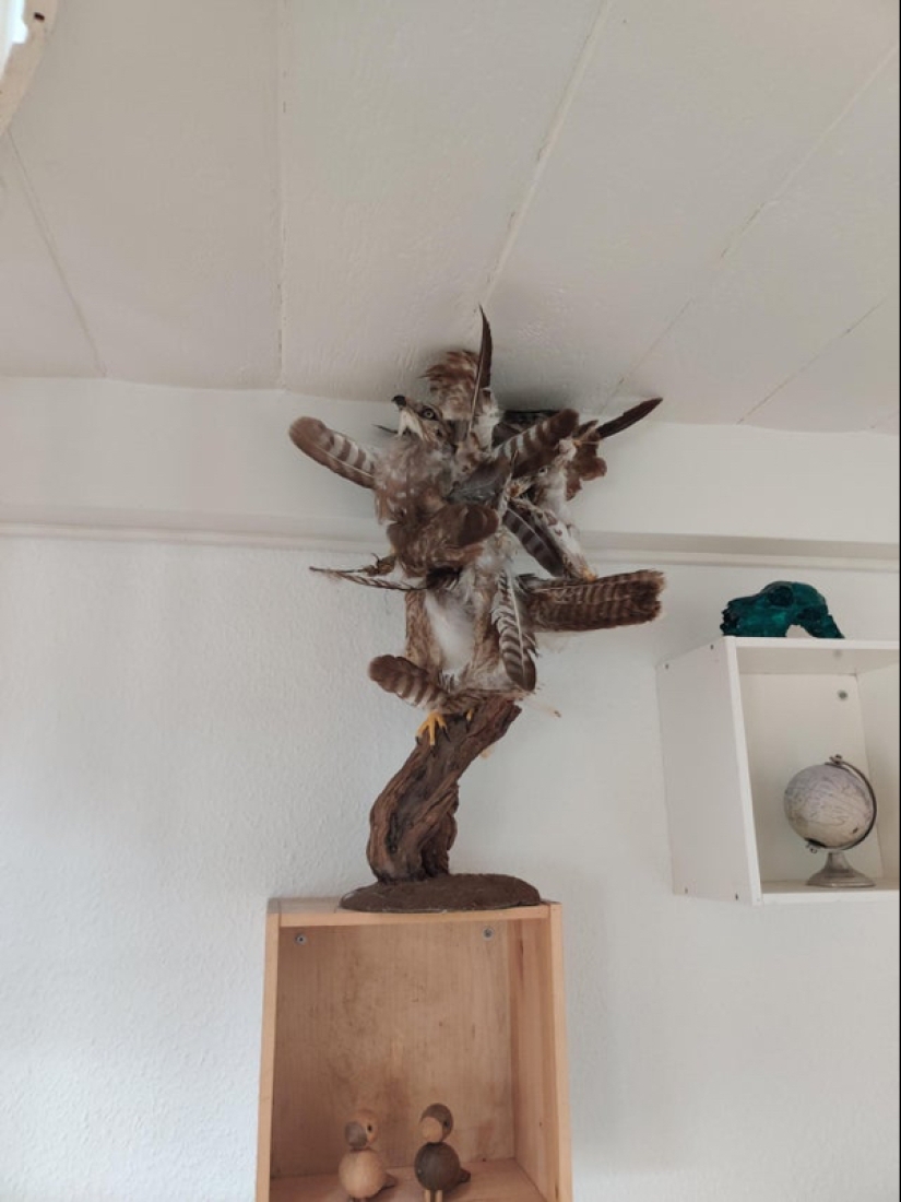 Mala taxidermia - como una forma de arte separada Mala taxidermia - como una forma de arte separada