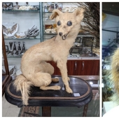 Mala taxidermia - como una forma de arte separada