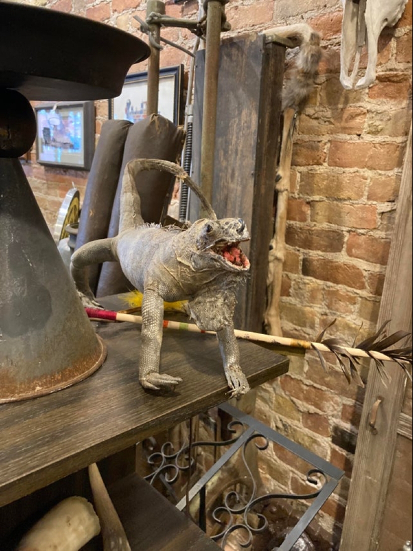 Mala taxidermia - como una forma de arte separada Mala taxidermia - como una forma de arte separada