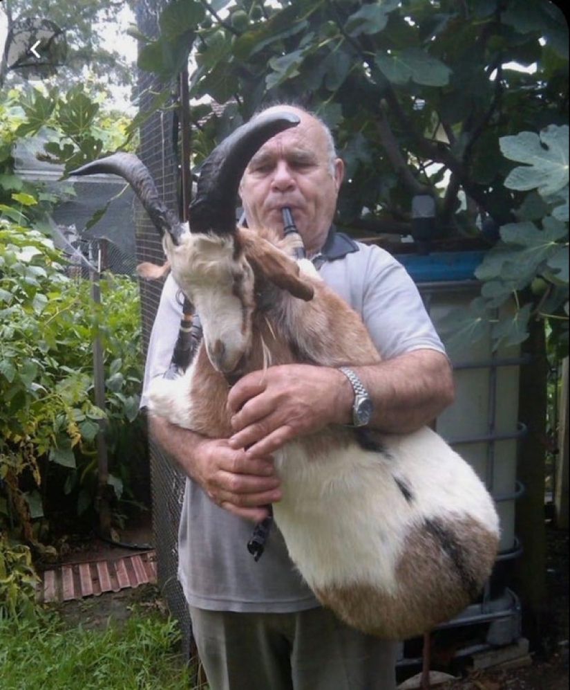 Mala taxidermia - como una forma de arte separada Mala taxidermia - como una forma de arte separada