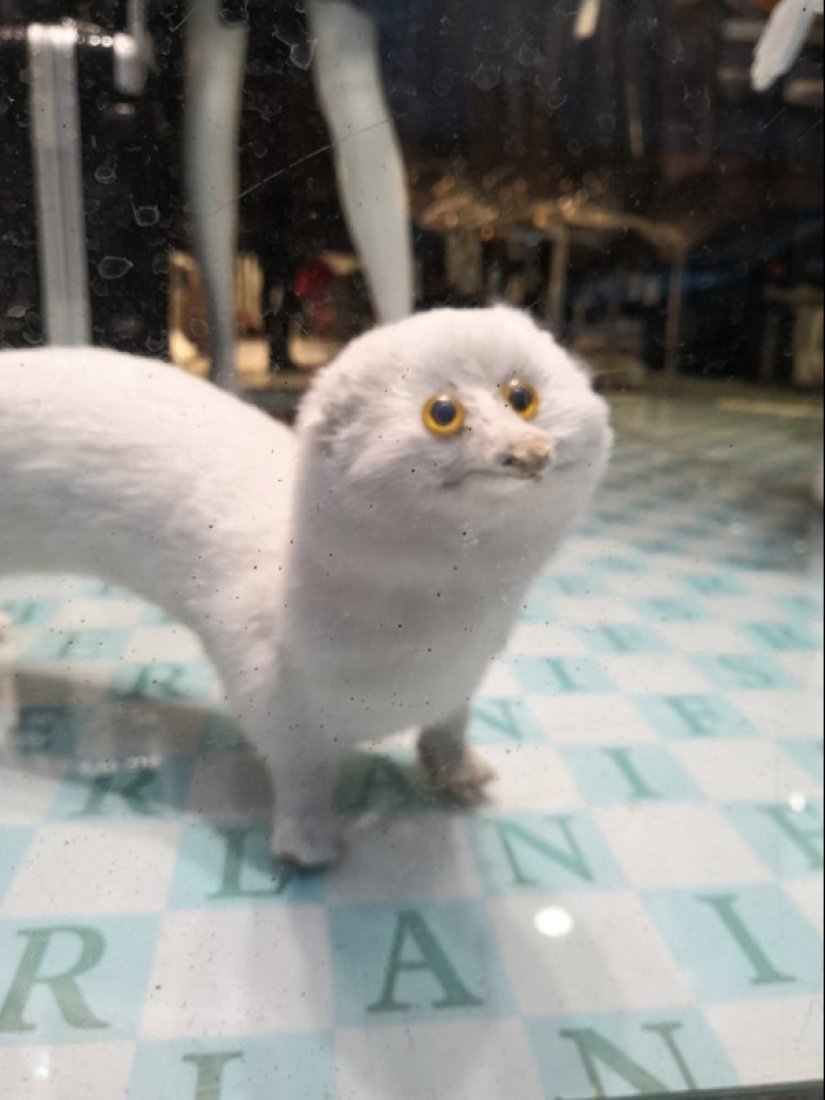 Mala taxidermia - como una forma de arte separada Mala taxidermia - como una forma de arte separada