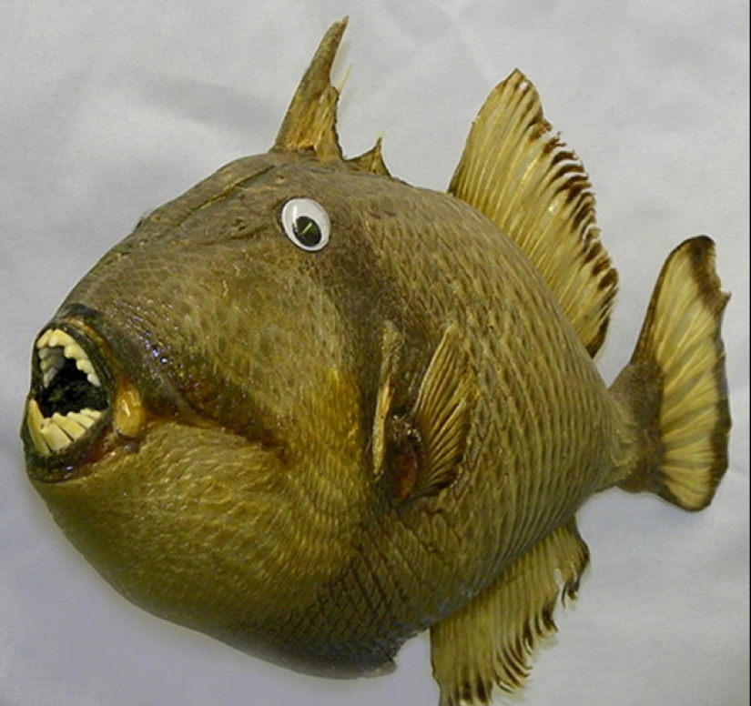 Mala taxidermia - como una forma de arte separada Mala taxidermia - como una forma de arte separada